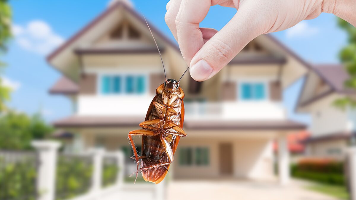 22 Common Household Pests, Bugs & Insects