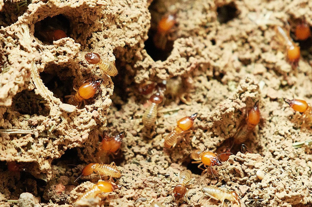 How Much Does a Termite Inspection Cost?